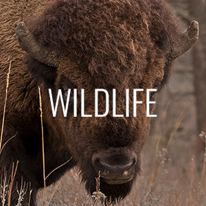 Wildlife Gallery